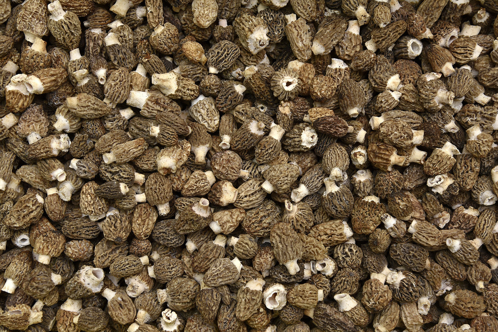Morel mushrooms